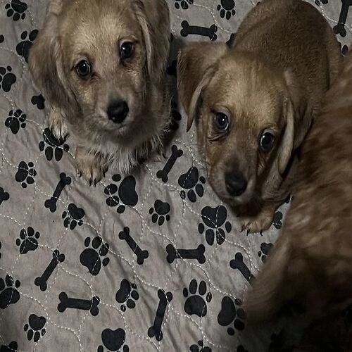 Mauxie puppies (Dachshund x Maltese)